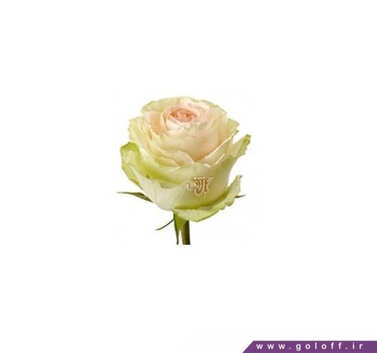 گل رز زیبا - گل رز هلندی کاوا - Rose | گل آف